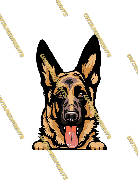 German Shephard